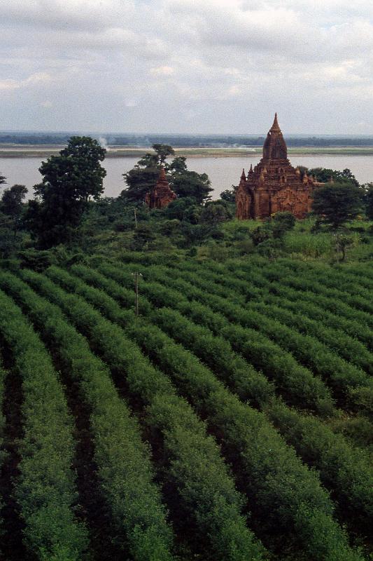 Burma-17-Seib-2002.jpg - Temple and tea plantation (© Roland Seib)