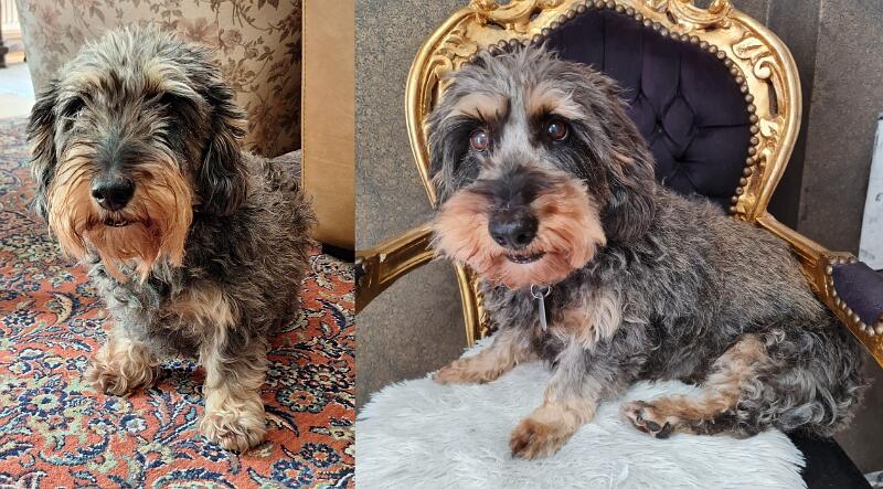 Maxi-18-Seib-Dörrie-2025.jpg - The successor Maxi (`Gustl vom Jagdhorn´)(Photos by Roland Seib and Diana Dörrie 2025)