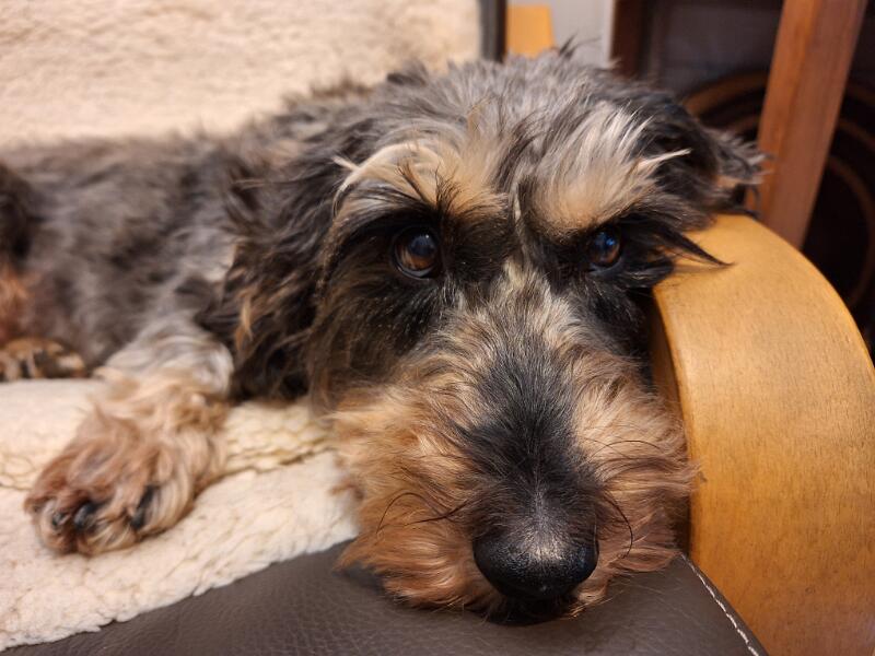 Maxi_Seib_2025.jpg - (Photo by Roland Seib 2025)