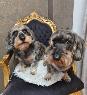 Maxi-20-Dörrie-2026