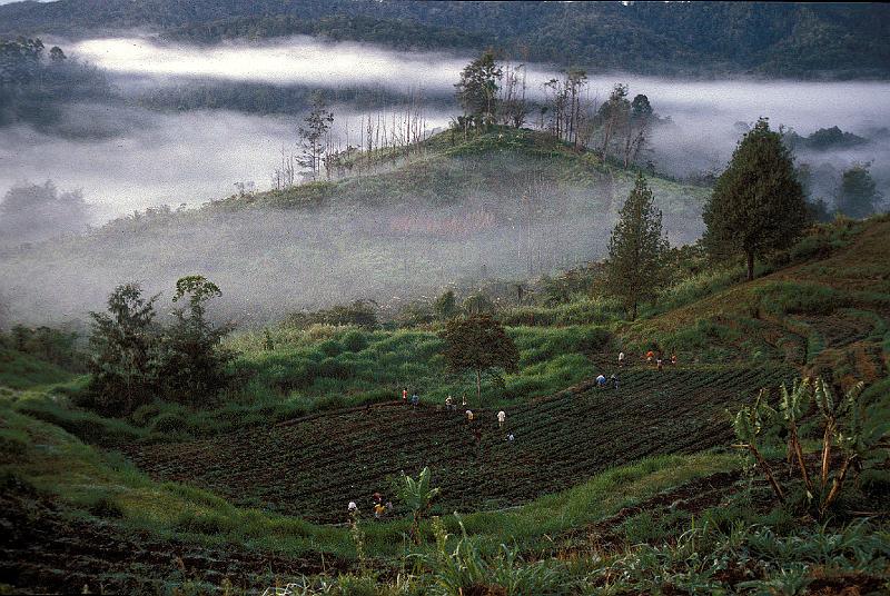 PNG3-07-Seib-1987.jpg - Strawberry harvest near Okapa 1987 (Photo by Roland Seib)