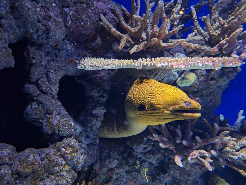 PNG4b-49-Seib-2024.jpg - Honeycomb Moray (Gymnothorax favagineus), Cairns Aquarium (Photo by Roland Seib)