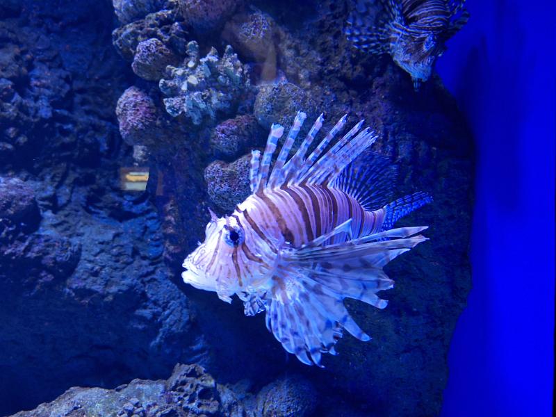 PNG4b-50-Seib-2024.jpg - Common Lionfish (Pterois volitans)(Photo by Roland Seib)