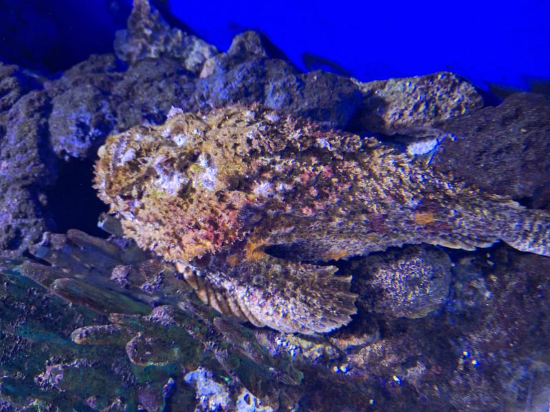 PNG4b-51-Seib-2024.jpg - The most venomous fish in the world: Reef Stone Fish (Synanceia verrucosa)(Photo by Roland Seib)