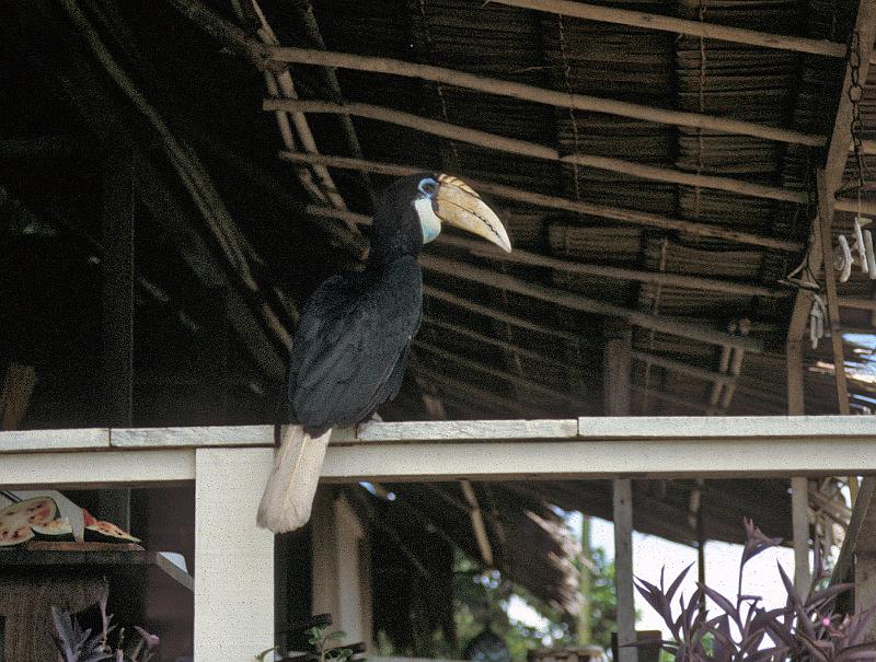 PNG6-054-Seib-1987.jpg - Female Hornbill (Kokomo), Madang 1987 (Photo by Roland Seib)