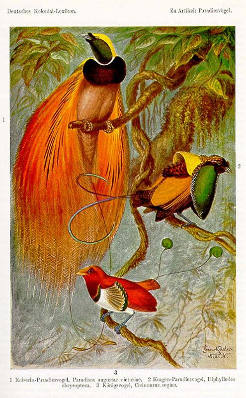 PNG7-69.jpg - Bird of Paradise (source: Deutsches Kolonial-Lexikon; http://www.ub.bildarchiv-dkg.uni-frankfurt.de/Lexikon-Texte/_tafeln_color/Paradiesvoegel.jpg; 2.2.2013)