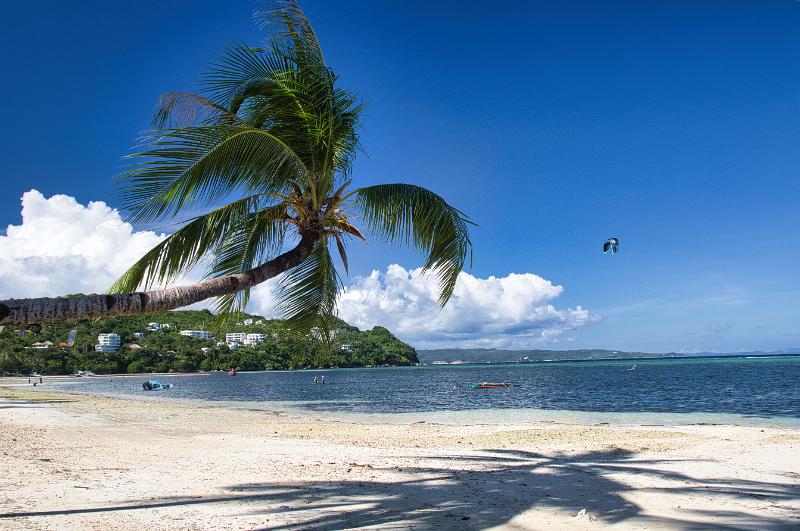 Philippines2-32-Unterkoefler-2024.jpg - Coconut tree, Bulabog brach, Boracay (Photo by Dieter Unterkoefler)