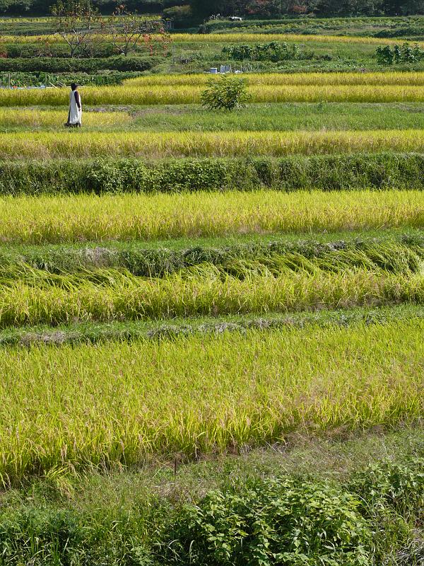 seib-2008-japan-29.JPG - Rice field near Asuka town (© Roland Seib)
