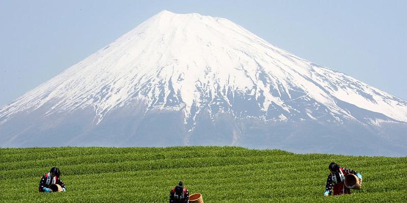 Fuji-21b-dpa-2015.jpg - epa03755059 (FILE) A file photo dated 08 May 2007 shows Japanese farmers picking tea leaves under the summit of Mount Fuji, in Shizuoka province, Japan. The United Nations Educational, Scientific and Cultural Organization (UNESCO) formally named Mount Fuji as World Heritage Site during the 37th session of the World Heritage Committee held in Phnom Penh, Cambodia on 22 June 2013. EPA/EVERETT KENNEDY BROWN *** Local Caption *** 02381463 +++(c) dpa - Bildfunk+++Source: taz 11 June 2015